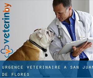 Urgence vétérinaire à San Juan de Flores