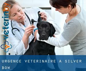Urgence vétérinaire à Silver Bow