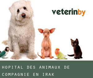 Hôpital des animaux de compagnie en Irak