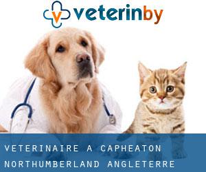 vétérinaire à Capheaton (Northumberland, Angleterre)