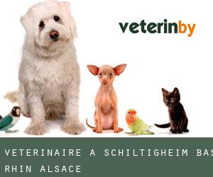 vétérinaire à Schiltigheim (Bas-Rhin, Alsace)