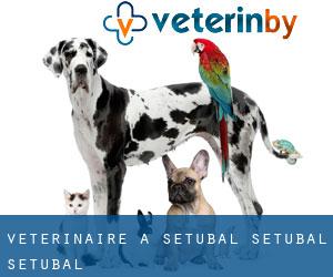 vétérinaire à Setúbal (Setúbal, Setúbal) vétérinaire à Setúbal (Setúbal, Setúbal)